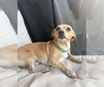 Small #1 Chihuahua Mix