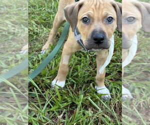 Helen - Female Mutt Dog for Adoption - Photo #3