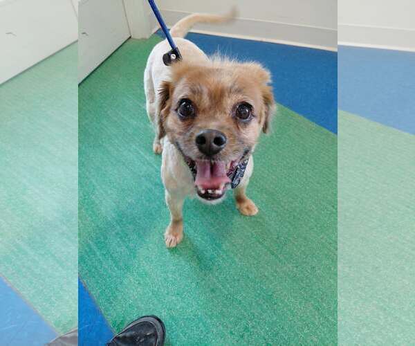 Medium Photo #1 Tibetan Spaniel Puppy For Sale in Crystal, MN, USA