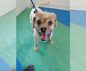 Tibetan Spaniel Dogs for adoption in Crystal, MN, USA