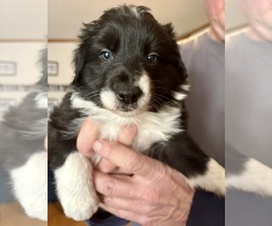 Border Collie Puppy for sale in JACKSON, KY, USA