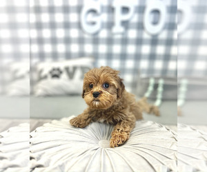 Cavapoo Puppy for sale in MARIETTA, GA, USA