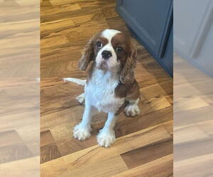 Cavalier King Charles Spaniel Dogs for adoption in St. Louis Park, MN, USA