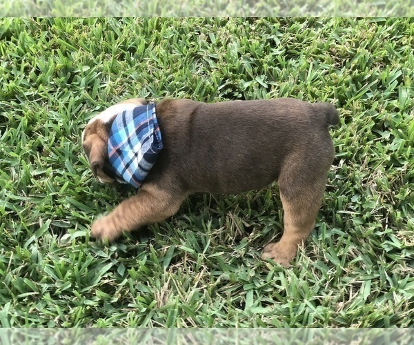 Medium Photo #5 English Bulldog Puppy For Sale in SPRING HILL, FL, USA