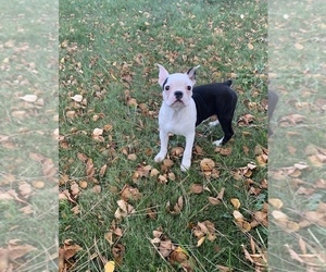 Boston Terrier Puppy for sale in NEWBURY, MA, USA
