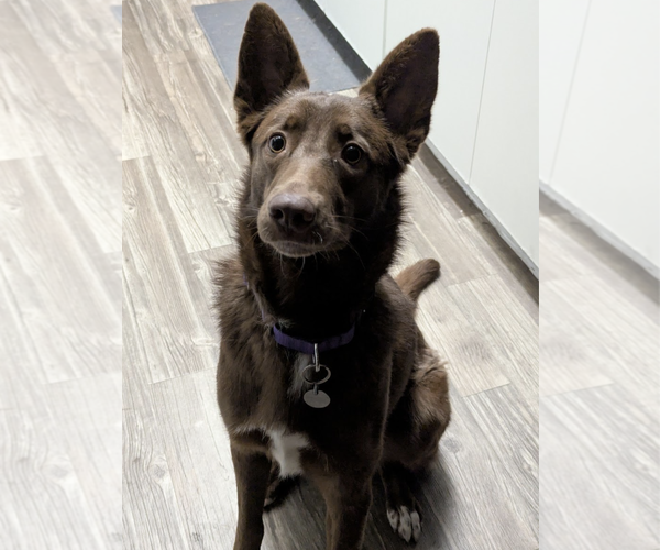 Medium Photo #1 Australian Kelpie-Unknown Mix Puppy For Sale in Chandler, AZ, USA