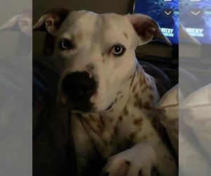 American Staffordshire Terrier-Catahoula Leopard Dog Mix Dogs for adoption in San Antonio, TX, USA