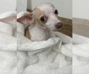 Scoops - Male Chihuahua Dog for Adoption - Photo #2