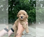 Small Photo #2 Goldendoodle (Miniature) Puppy For Sale in BROKEN ARROW, OK, USA