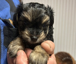 Puppy Rosie YorkiePoo