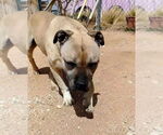 Small #2 American Staffordshire Terrier-Boxer Mix