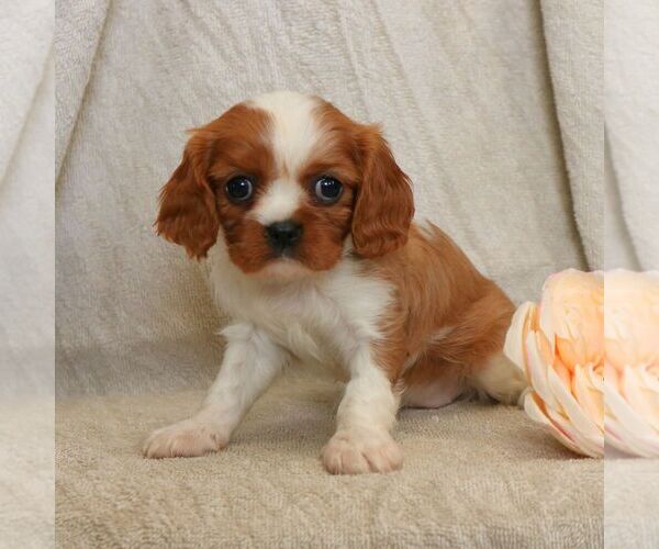 Medium Photo #1 Cavalier King Charles Spaniel Puppy For Sale in EPHRATA, PA, USA