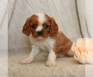 Cavalier King Charles Spaniel Puppy for sale in EPHRATA, PA, USA