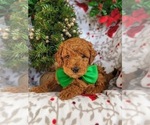Small Photo #2 Goldendoodle-Poodle (Miniature) Mix Puppy For Sale in LEOLA, PA, USA