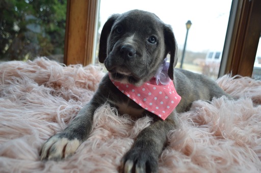 Medium Photo #3 Cane Corso Puppy For Sale in HONEY BROOK, PA, USA