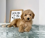 Small #1 Goldendoodle (Miniature)
