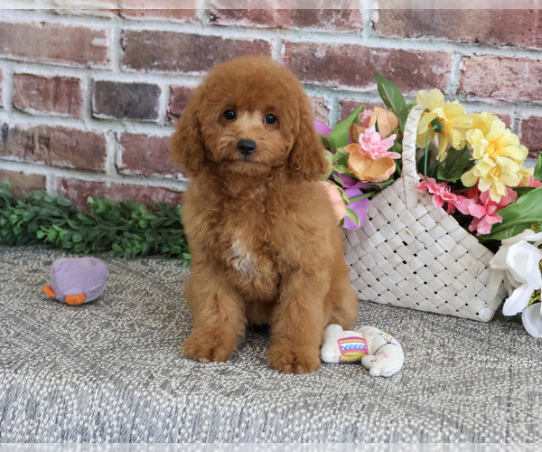 Medium Photo #5 Cavapoo (Miniature) Puppy For Sale in SYRACUSE, IN, USA