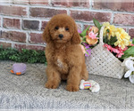 Small #4 Cavapoo (Miniature)