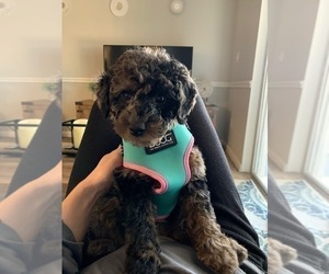 Poodle (Miniature) Puppy for sale in NEW PORT RICHEY, FL, USA