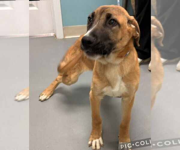 Medium Photo #2 German Shepherd Dog-Unknown Mix Puppy For Sale in Brewster, NY, USA