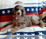Small #3 Poodle (Standard)