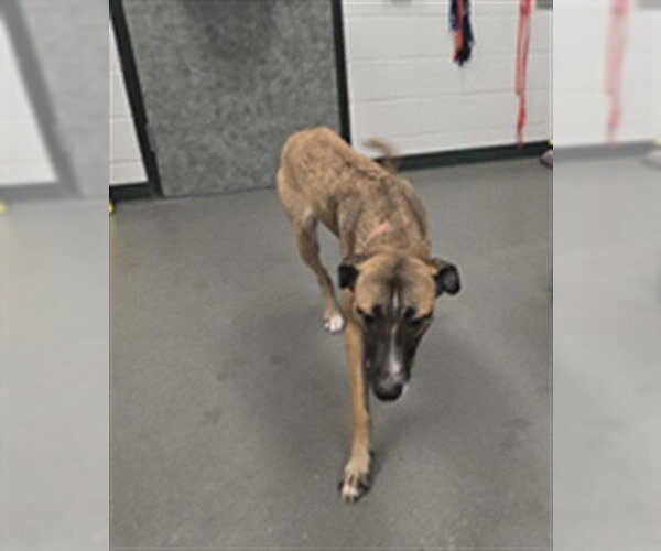 Medium Photo #1 German Shepherd Dog-Unknown Mix Puppy For Sale in Corpus Christi, TX, USA