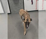 BELLE - Female German Shepherd Dog-Unknown Mix Dog for Adoption - Small photo