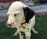 Small #3 Dalmatian