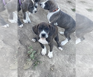 Mountain Cur Puppy for sale in BONNERS FERRY, ID, USA