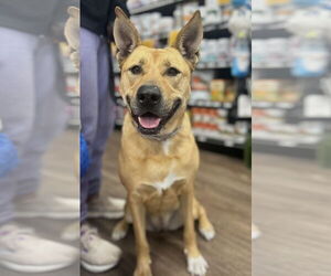 Black Mouth Cur-Carolina Dog Mix Dogs for adoption in Euless, TX, USA