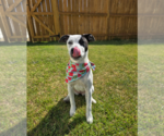 Small #1 Mutt