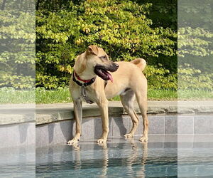 Scuttle - Male Shug Dog for Adoption - Photo #8