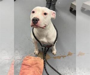 Mutt Dogs for adoption in Peoria, IL, USA