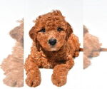 Small #41 Goldendoodle mix (+ Poodle Miniature)