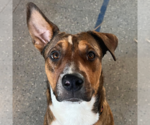 Small #16 American Pit Bull Terrier Mix