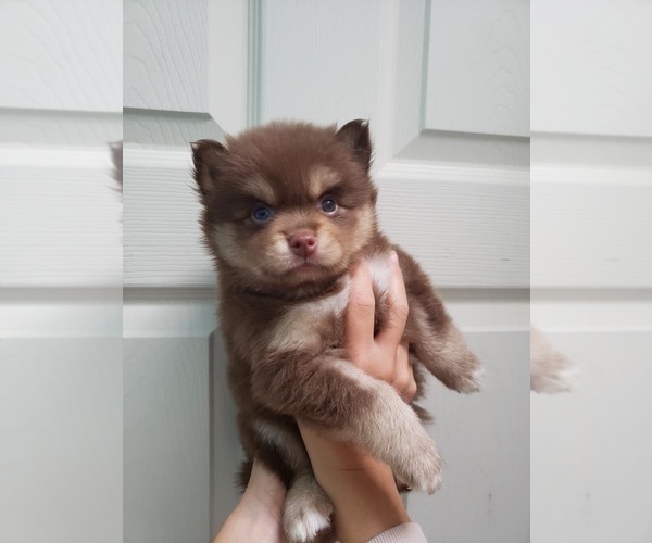 Medium Photo #1 Pomsky Puppy For Sale in DIX HILLS, NY, USA