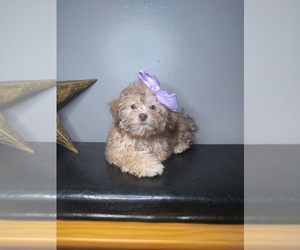 Shih-Poo Puppy for sale in INDIANAPOLIS, IN, USA
