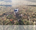 Puppy Abraham Jack Russell Terrier