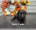 Small #8 Labrador Retriever