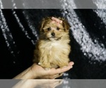 Small #1 Morkie