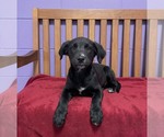 Small #1 Border Collie Mix