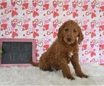 Small Photo #4 Goldendoodle Puppy For Sale in SUGARCREEK, OH, USA