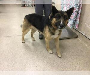 German Shepherd Dog Dogs for adoption in Riverside, CA, USA