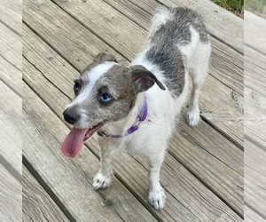 Marble - Female Chihuahua-Parson Russell Terrier Mix Dog for Adoption - Photo #8