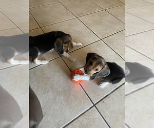 Beagle Puppy for sale in PEORIA, AZ, USA
