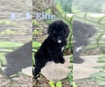 Puppy Ellie Aussiedoodle-Poodle (Standard) Mix