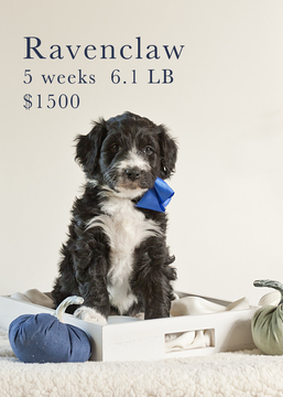 Medium Photo #4 Aussiedoodle Puppy For Sale in MONTROSE, CO, USA