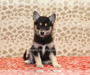 Pomsky Puppy for sale in DENVER, PA, USA