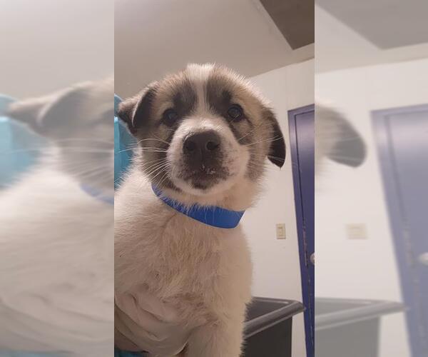 Medium Photo #1 German Shepherd Dog-Great Pyrenees Mix Puppy For Sale in Bakersfield, CA, USA
