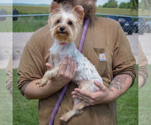 Medium Photo #3 Mutt Puppy For Sale in Huntley, IL, USA